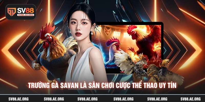 Trường gà savan là sân chơi cược thể thao uy tín